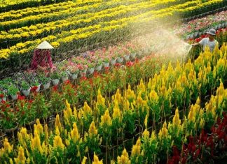 Vi vu làng hoa Sa Đéc - thủ phủ hoa kiểng nức tiếng Đồng Tháp
