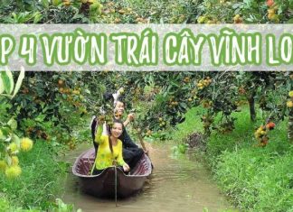Tổng hợp danh sách các vườn trái cây gần cầu Mỹ Thuận - Vĩnh Long